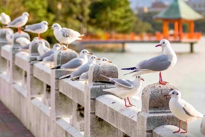 Certified by Fukuoka: A Photogenic Tour to Visit Beautiful Spots with Kimono on! — photo 5