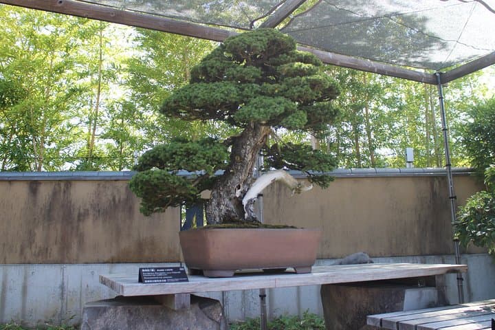 Bonsai Museum & Bonsai Experience — photo 3