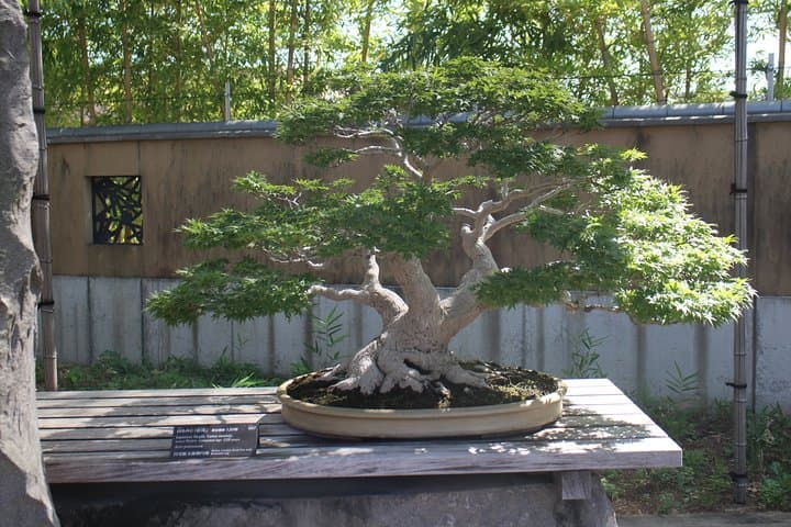 Bonsai Museum & Bonsai Experience — photo 5