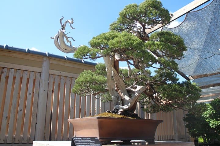 Bonsai Museum & Bonsai Experience — photo 6