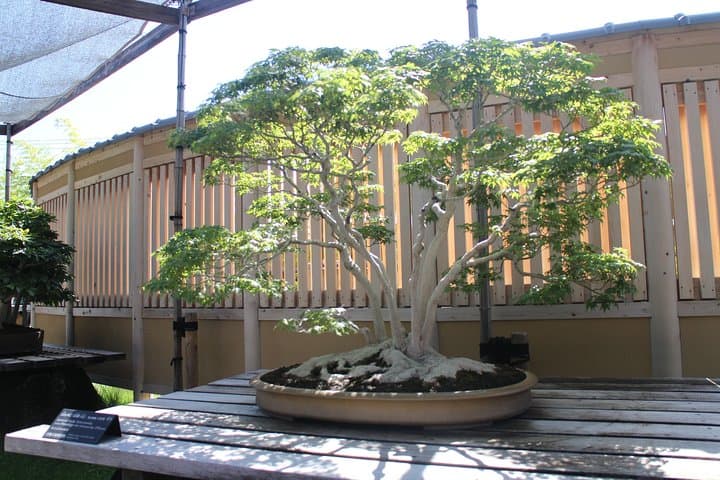Bonsai Museum & Bonsai Experience — photo 7