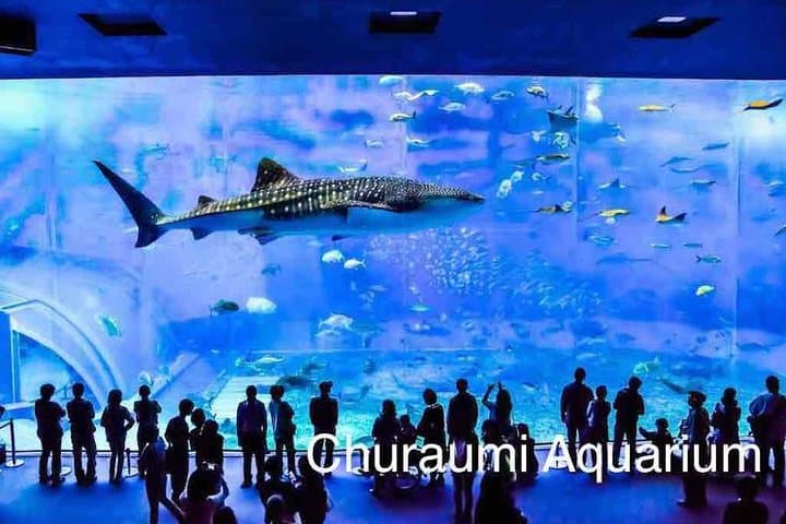 Explore Okinawa with Private Sedan Car Hire Driver