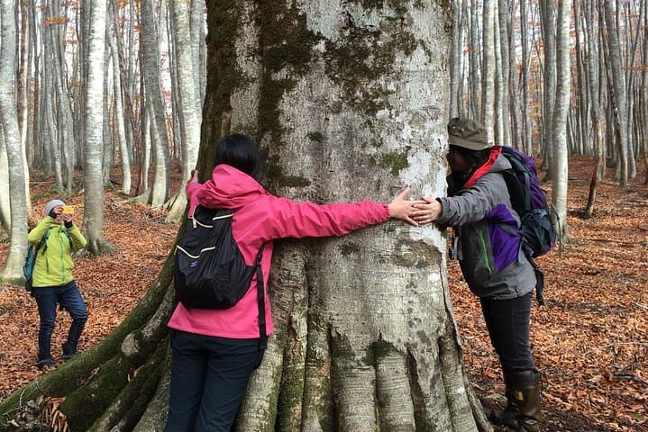 Forest healing around the giant beech and katsura trees — photo 2