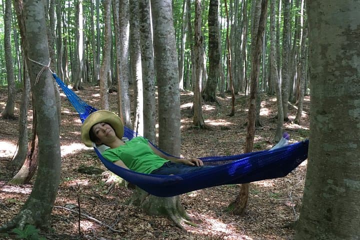 Forest healing around the giant beech and katsura trees — photo 3