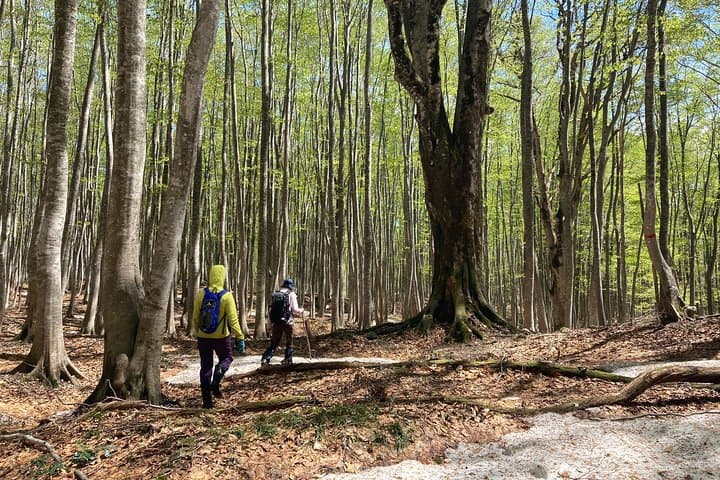 Forest healing around the giant beech and katsura trees — photo 4