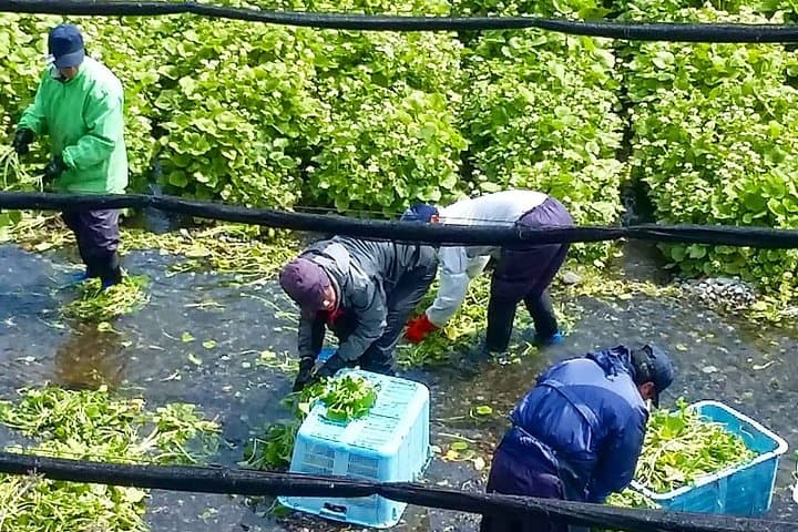 Wasabi Farm Walking Tour & Lunch — photo 9