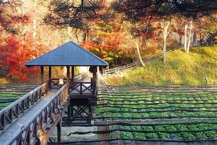 Wasabi Farm Walking Tour & Lunch — photo 11