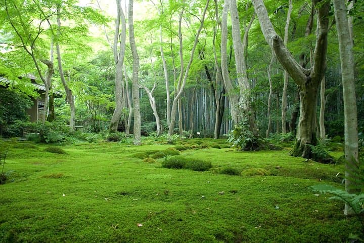 Arashiyama Bamboo Forest E-Biking Tour — photo 8