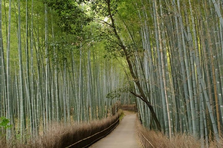 Arashiyama Bamboo Forest E-Biking Tour — photo 7