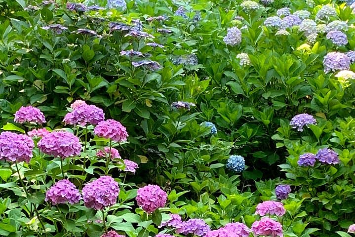 Kamakura flower tour — photo 12