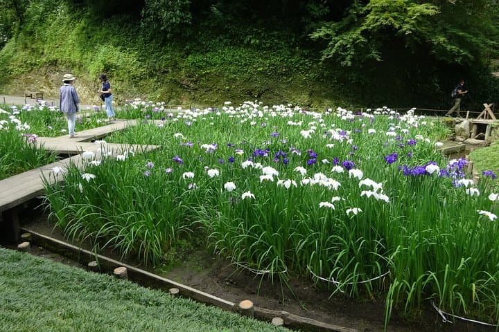 Kamakura flower tour — photo 13