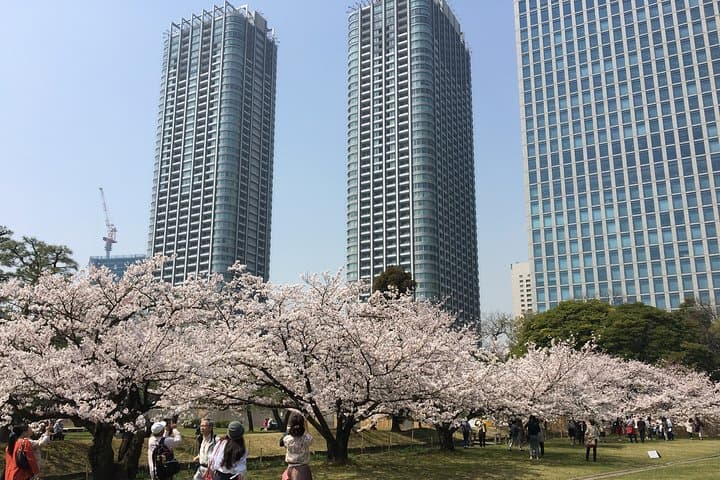 Private Tokyo Cherry Blossom Tour – Custom Sakura Viewing Spots — photo 5