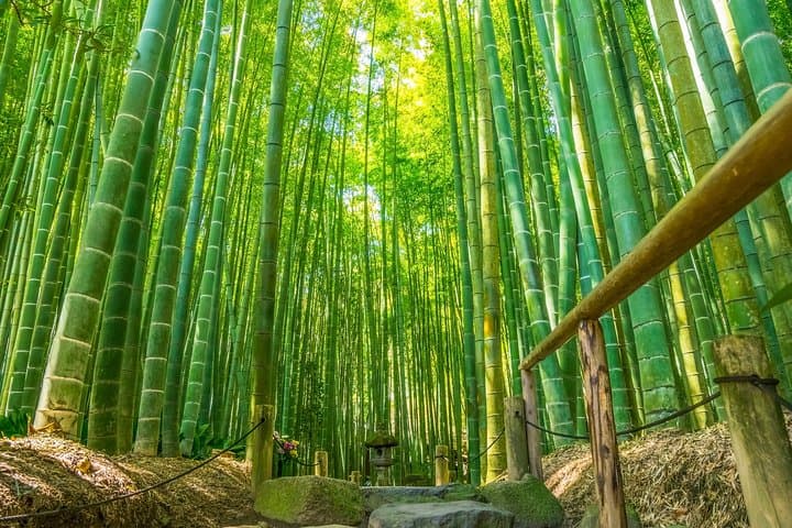 First time in Kamakura? Enjoy a Tour of All Must-sees! — photo 9