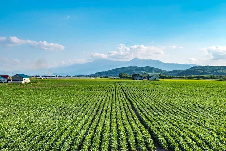 Furano & Biei 6 hour Tour: English Speaking Driver only, No Guide — photo 4