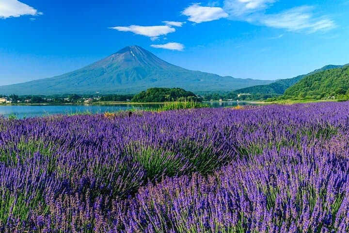 Mt. Fuji Five Lakes Area Private Tour with Licensed Guide(Kawaguchiko area Dep) — photo 4