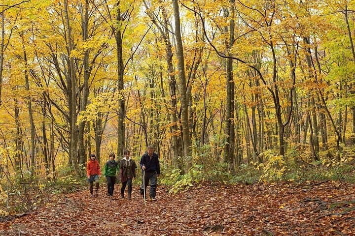 Shirakami Sanchi Day Hike with Government-Licensed Guide — photo 7