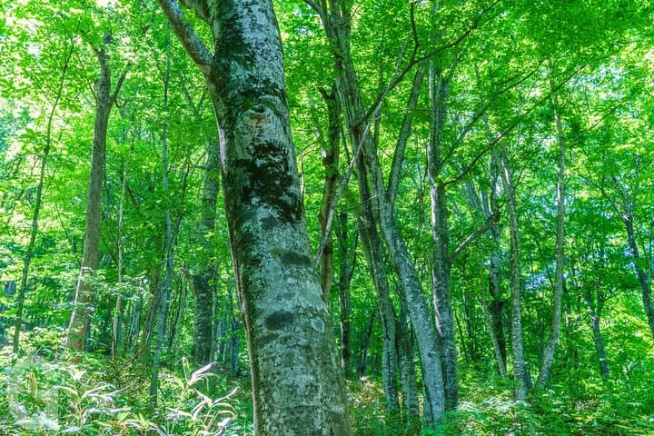 Shirakami Sanchi Day Hike with Government-Licensed Guide — photo 5