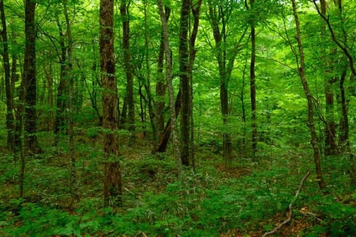 Shirakami Sanchi Day Hike with Government-Licensed Guide — photo 2