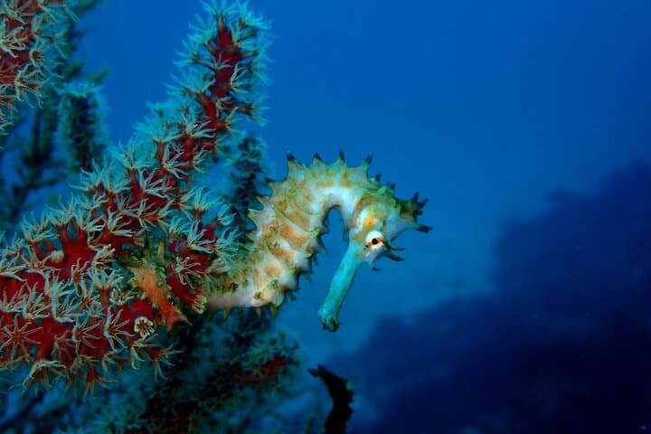 Let's enjoy Scuba diving in Izu Peninsula for certificate Diver — photo 3