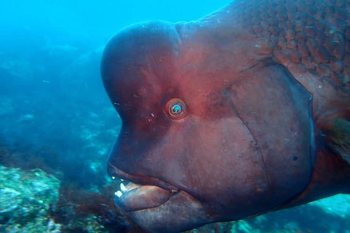 Let's enjoy Scuba diving in Izu Peninsula for certificate Diver — photo 4