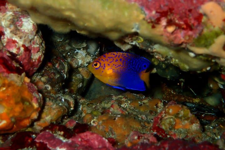 Let's enjoy Scuba diving in Izu Peninsula for certificate Diver — photo 5