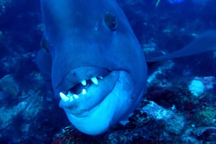 Let's enjoy Scuba diving in Izu Peninsula for certificate Diver — photo 8