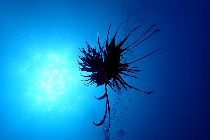 Let's enjoy Scuba diving in Izu Peninsula for certificate Diver — photo 10