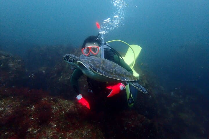 Let's enjoy Scuba diving in Izu Peninsula for certificate Diver — photo 12