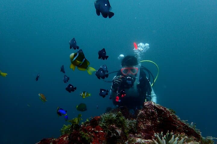 Let's enjoy Scuba diving in Izu Peninsula for certificate Diver — photo 13