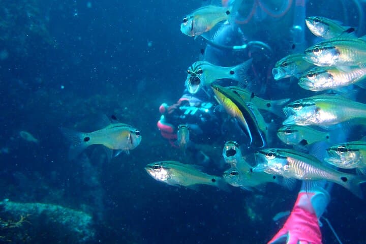Let's enjoy Scuba diving in Izu Peninsula for certificate Diver — photo 15