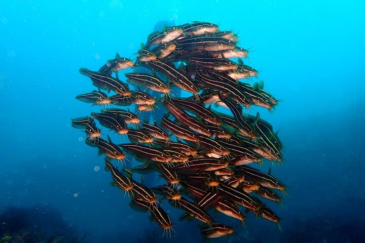 Let's enjoy Scuba diving in Izu Peninsula for certificate Diver — photo 16