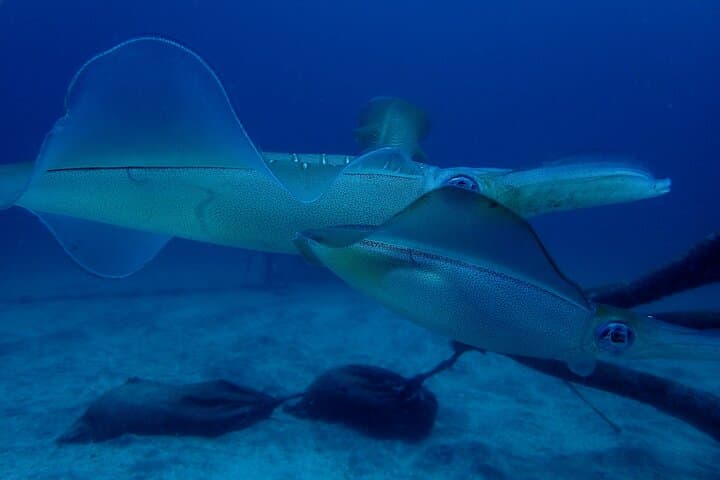 Let's enjoy Scuba diving in Izu Peninsula for certificate Diver — photo 17