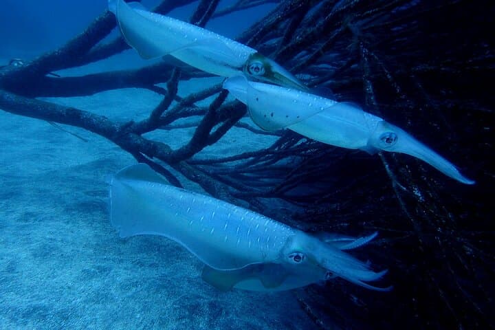 Let's enjoy Scuba diving in Izu Peninsula for certificate Diver — photo 18