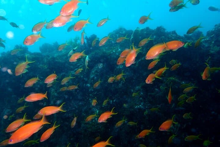 Let's enjoy Scuba diving in Izu Peninsula for certificate Diver — photo 19