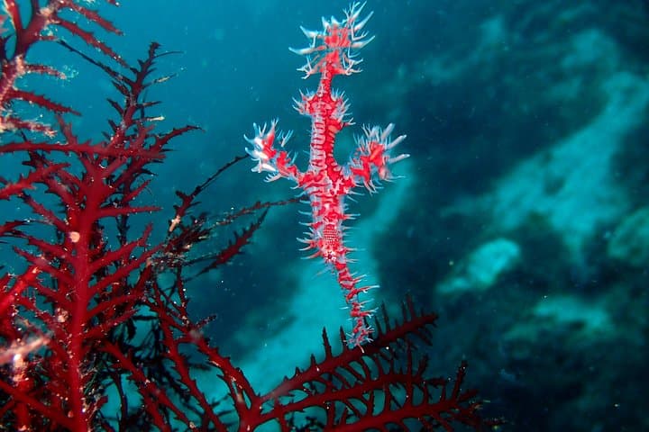 Let's enjoy Scuba diving in Izu Peninsula for certificate Diver — photo 20