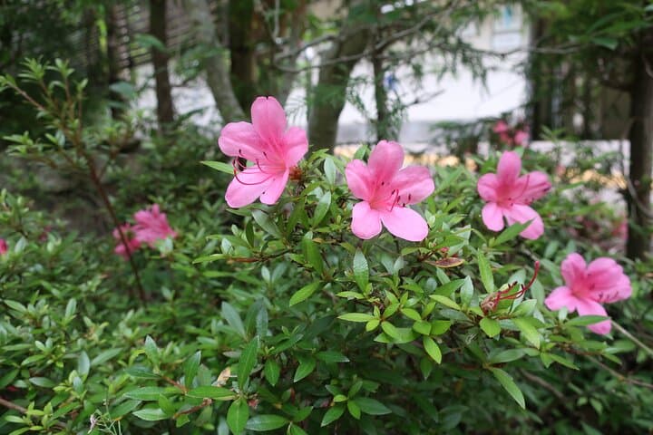 Minoh Waterfall and nature walk through the Minoh Park — photo 8