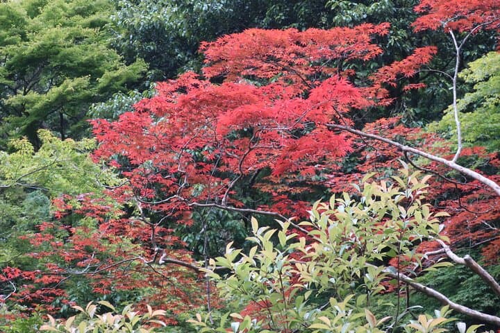 Minoh Waterfall and nature walk through the Minoh Park — photo 3