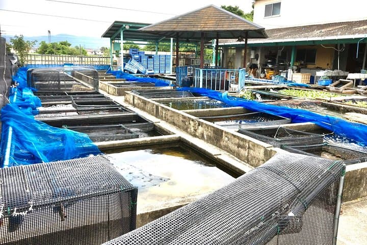 Full-Day Goldfish Unique Experience in Yamato-Koriyama — photo 9