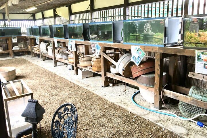 Full-Day Goldfish Unique Experience in Yamato-Koriyama — photo 7
