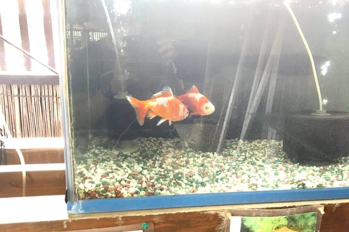 Full-Day Goldfish Unique Experience in Yamato-Koriyama — photo 8