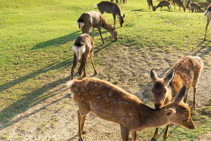 Kyoto Day Trip to Nara with a Local – Private & Personalized — photo 5