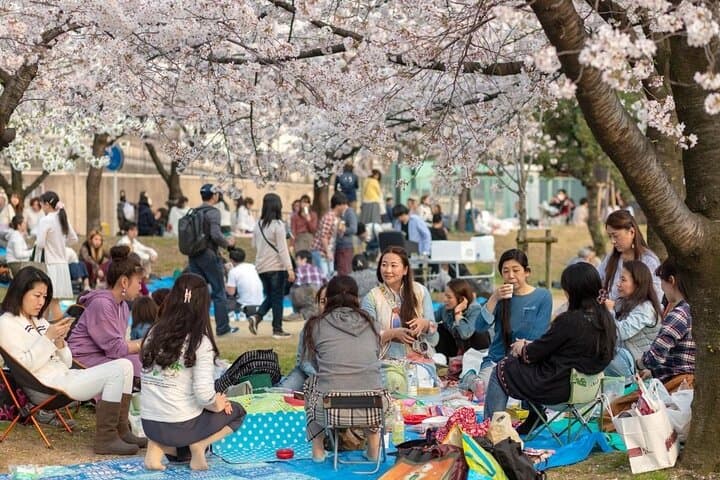 Osaka Private Cherry Blossom Tour with a Local – Picnic Included — photo 2