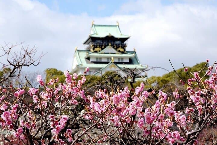 Osaka Private Cherry Blossom Tour with a Local – Picnic Included — photo 8