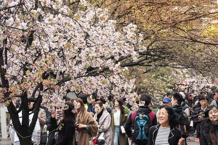 Osaka Private Cherry Blossom Tour with a Local – Picnic Included — photo 6