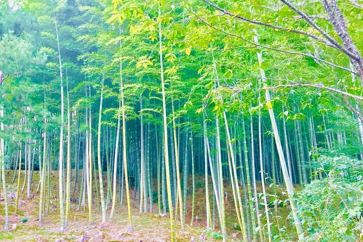 Full-Day Private Guided Tour to Kyoto, Arashiyama — photo 4