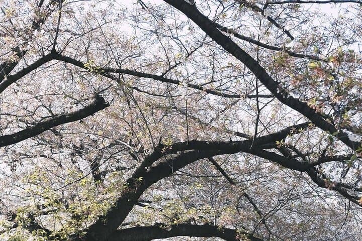 Tokyo City 1-Day Private Tour with Bilingual Driver — photo 6