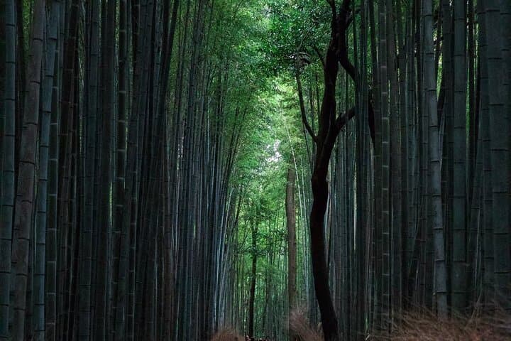 Full-Day Private Tour to Discover The Best of Tokyo — photo 4