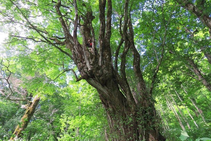 Forest healing around the giant beech and katsura trees — photo 5