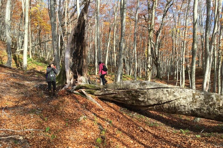 Forest healing around the giant beech and katsura trees — photo 6