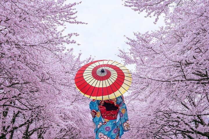 Tokyo Private Cherry Blossom Tour with a Local – Picnic Included — photo 5